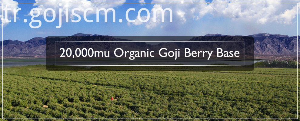 AB Sertifikası Kurutulmuş Goji Berry tabanı EU Certificate Dried Goji Berry base